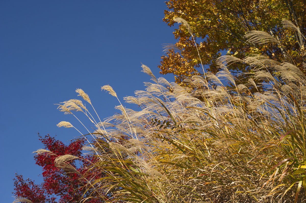 🏞️ 에비노 생태 박물관 센터(에비노 에코뮤지아무센타) 이미지 8